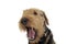 Portrait of an adorable Airedale Terrier yawning on a white background