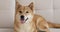 Portrait of adorable akita inu lying on the white sofa at studio.