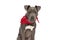 Portrait of adorable amstaff dog with red bandana around neck