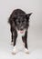 Portrait of a adorable attentive purebred Border Collie dog staring down keeps mouth open looking curious isolated over grey wall