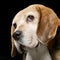 Portrait of an adorable Beagle