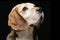 Portrait of an adorable Beagle