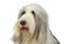 Portrait of an adorable bearded collie