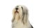 Portrait of an adorable bearded collie