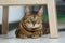 Portrait of a adorable Bengal cat sitting on a floor. Domestic animal.