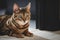 Portrait of a adorable Bengal cat sitting on a floor. Domestic animal.