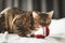 Portrait of a adorable Bengal cat sitting on a sofa with brides wedding shoes and wedding rings. Domestic animal.