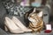 Portrait of a adorable Bengal cat sitting on a sofa with brides wedding shoes and wedding rings. Domestic animal.