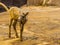 Portrait of an adorable bighorn sheep lamb, Tropical animal specie from North America