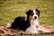 Portrait of adorable black australian sheepdog resting