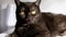 Portrait of adorable black smoke british shorthair cat looking up in home