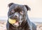 Portrait of an adorable black Staffordshire Bull Terrier looking at the camera with big cute round eyes holding tennis ball