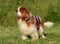 Portrait of an adorable brown Cavalier King Charles dog standing on the grass