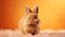 Portrait of adorable brown long fur bunny on minimal orange background. Cute animals concept