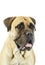 Portrait of an adorable bull mastiff