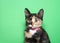 Portrait of an adorable calico kitten wearing a pink collar