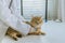 portrait of adorable cat lying on a diagnosis table for a veterinarian\'s checkup