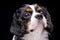 Portrait of an adorable Cavalier King Charles Spaniel