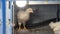 Portrait of an adorable chick, in an incubator.