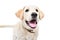 Portrait of adorable curious labrador puppy