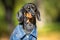 Portrait of adorable dachshund puppy in denim jumpsuit, who obediently sits and basks in the sun outdoor, or waits for