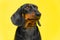 Portrait of adorable dachshund puppy who obediently sits and looks away, following a command, yellow background, copy