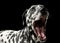 Portrait of an adorable Dalmatian dog standing and yawning