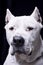 Portrait of an adorable Dogo Argentino