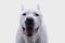 Portrait of an adorable Dogo Argentino looking satisfied