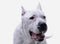Portrait of an adorable Dogo Argentino looking satisfied