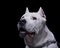 Portrait of an adorable Dogo Argentino looking up curiously