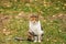 Portrait of adorable domestic cat in garden, enjoys in afternoon sun and beautiful natural environment. Autumn, leaves on grass.