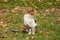 Portrait of adorable domestic cat in garden, enjoys in afternoon sun and beautiful natural environment. Autumn, leaves on grass.