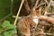 Portrait of adorable domestic cat in garden, enjoys in afternoon sun and beautiful natural environment. Autumn, leaves on grass.