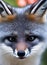 Portrait of an adorable fluffy gray fox
