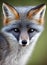 Portrait of an adorable fluffy gray fox