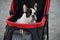 Portrait of Adorable French Bulldog on stroller