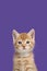 Portrait of an adorable ginger kitten looking at the camera on a bright purple background