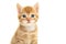 Portrait of an adorable ginger kitten looking at the camera isolated on a white background