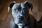 portrait of a adorable gray pitbull dog at home attentively looking at camera
