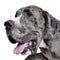 Portrait of an adorable Great Dane