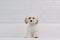 Portrait of adorable, happy puppy of toy poodle is bathing. Cute smiling dog on white background.