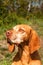 Portrait of an adorable Hungarian vizsla Magyar vizsla. Old hunting dog. Dog on the hunt