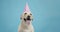 Portrait of adorable labrador dog in birthday hat, looking for treat, blue background