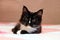 Portrait of adorable long haired black and white kitten lying on a bed