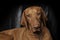 Portrait of an adorable magyar vizsla looking kindly at the camera