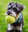 Portrait of adorable mini schnauzer with toy tennis ball