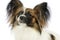 Portrait of an adorable papillon