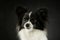 Portrait of an adorable papillon