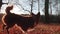 Portrait of adorable pet running along meadow with colorful, autumn leaves